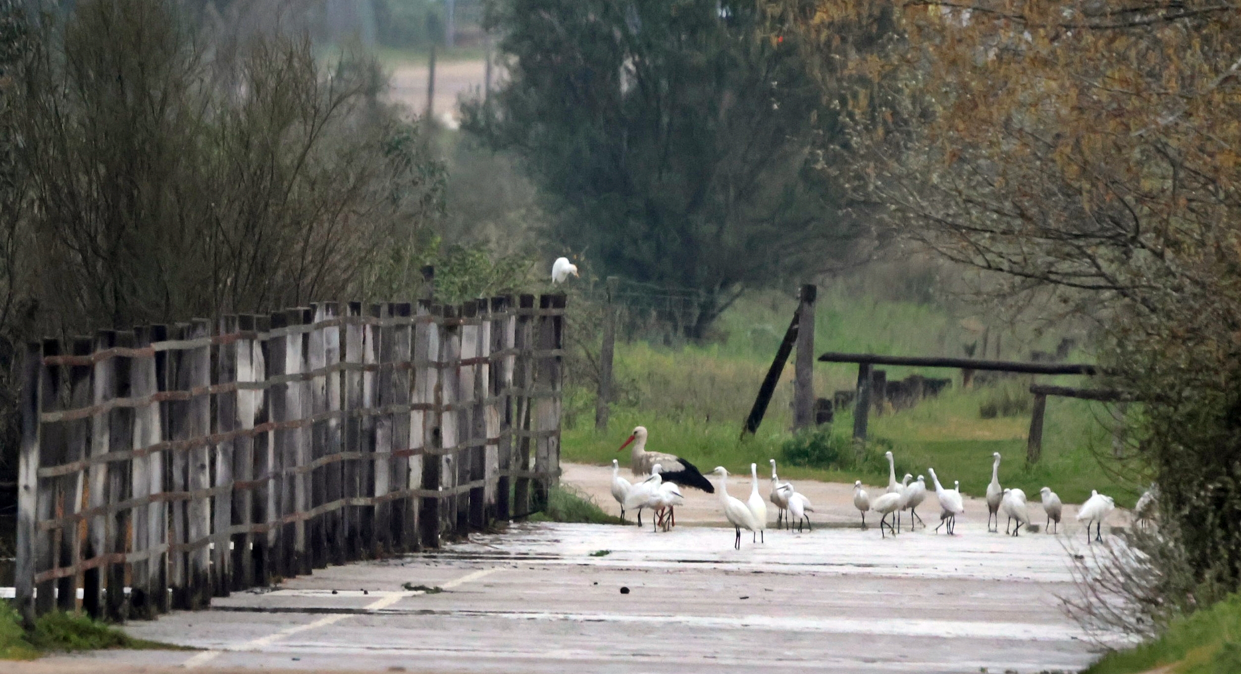 Garceta común y cigüeña blanca.