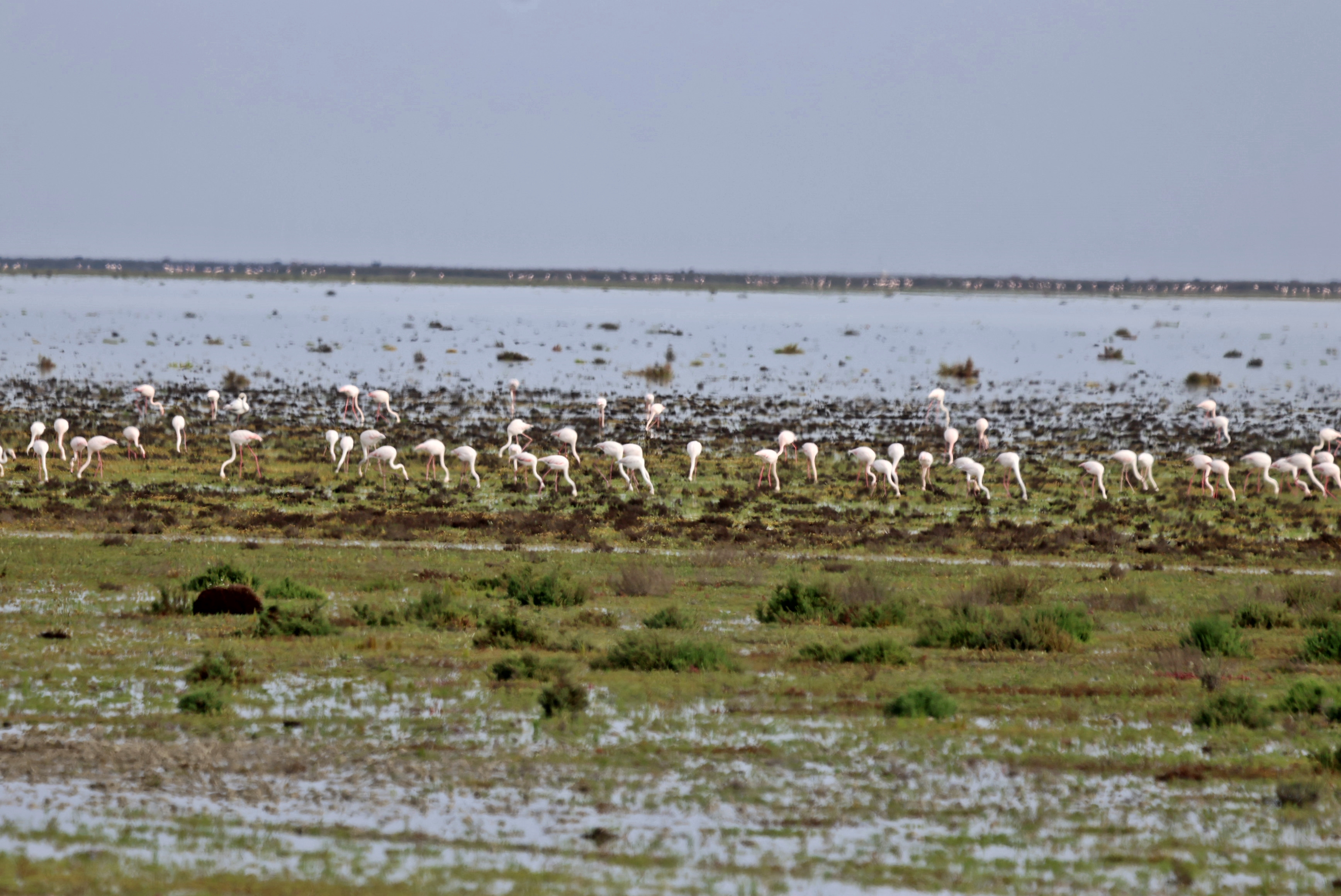 Flamencos en Doñana.