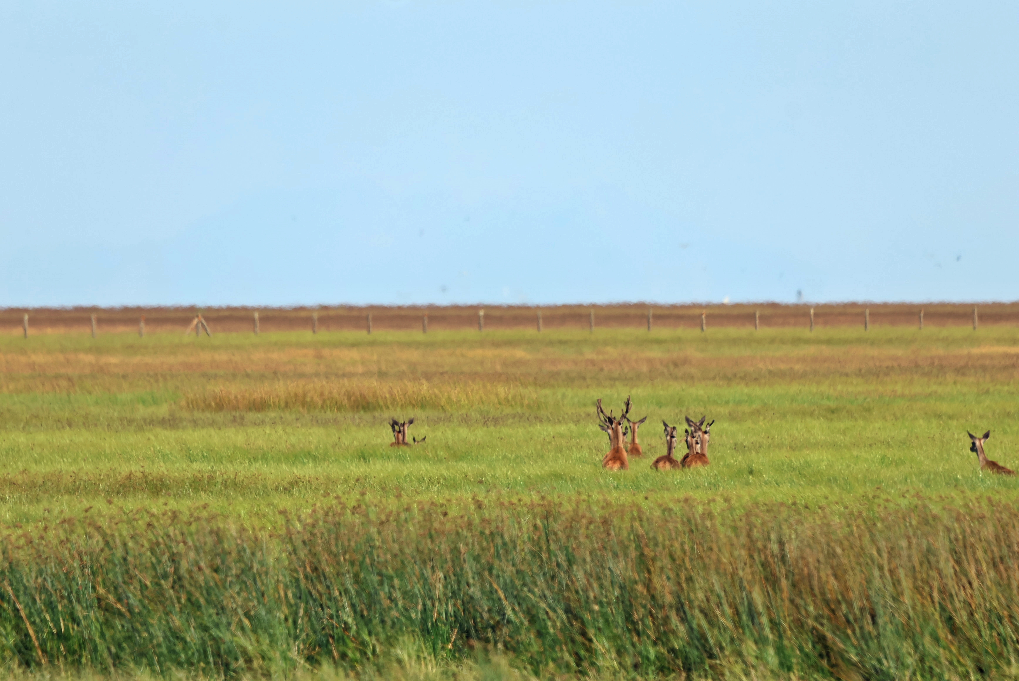 Ciervos por la marisma, otoño en Doñana. Ciervos por la marisma, otoño en Doñana.