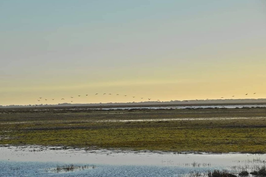 Grullas en vuelo, otoño en Doñana. Grullas en vuelo, otoño en Doñana.